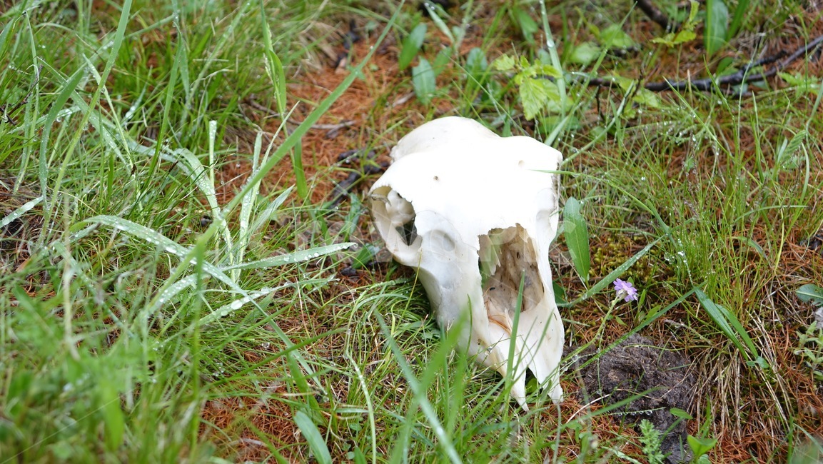 숲,animal,reindeer,nature,자연,해골,skull,백골