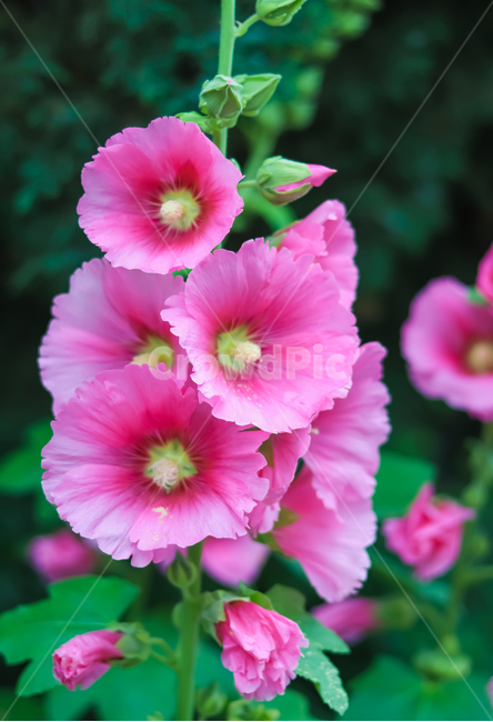 무궁화,분홍,꽃,pink,flower