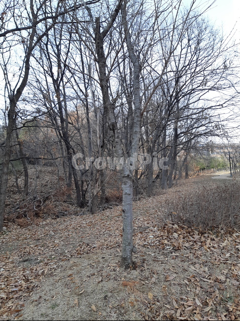 나무,tree,식물,겨울나무,plant