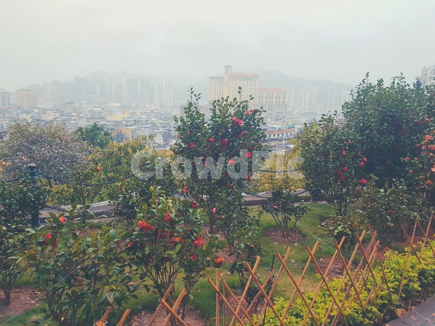 macao,garden,tree,마카오,하늘정원,나무