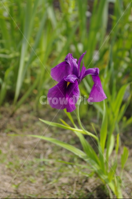 식물,plant,꽃,flower,color,식물,자연,plants,nature,꽃,flower