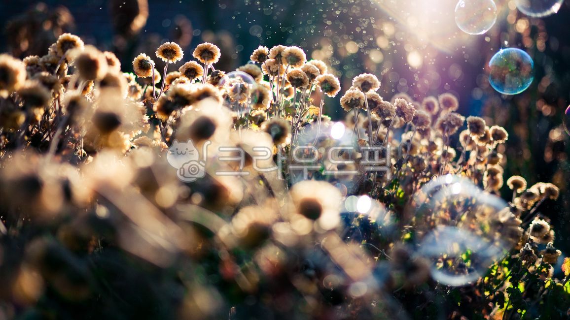 역광,비누방울,컨셉,겨울꽃,클로즈업,마크로,꽃,오후,해질녘,식물,자연,plants,nature,꽃,flower,휴식,힐링,rest,relaxation,healing