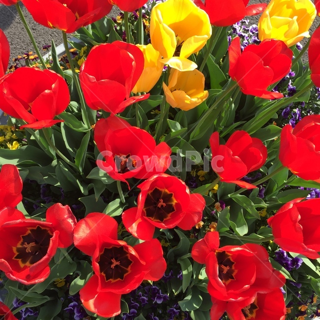 plant,식물,flower,꽃,blossom,꽃잎,식물,자연,plants,nature,꽃,flower