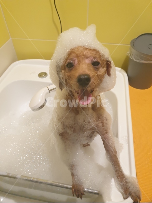 푸들,강아지,목욕,거품,버블,동물,animal,포유류,mammal,개,강아지,dog,doggy