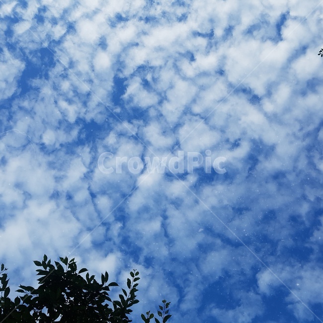 하늘,구름,맑음,파란색,나무,cloud,sky,blue