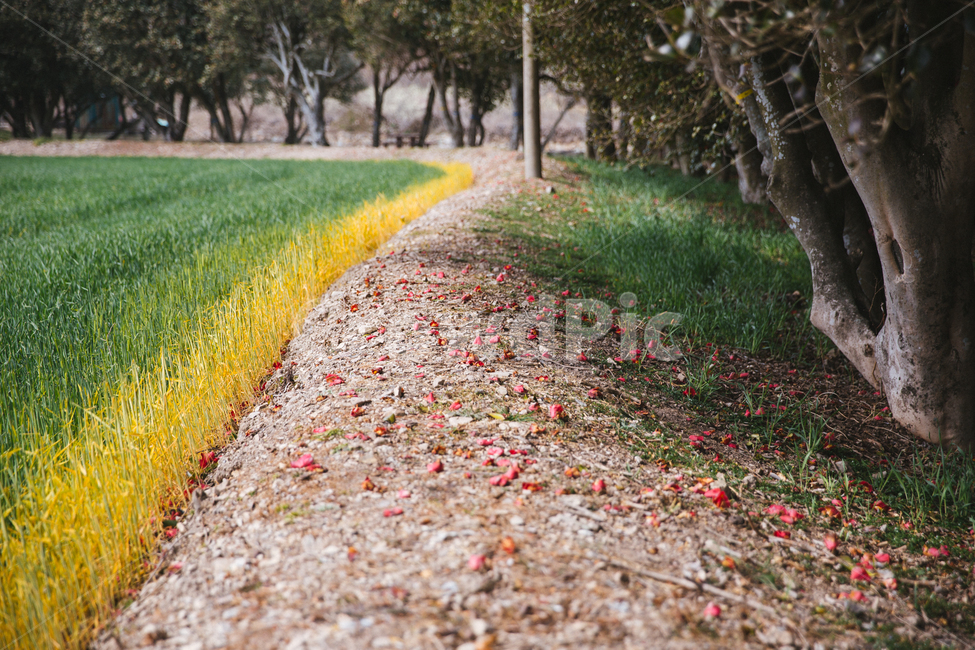 봄,동백,꽃,나무,식물,자연,풍경,빨간색,자연,풍경,nature,landscape,ground,바닥,gravel,자갈,road,도로,dirt road,흙길