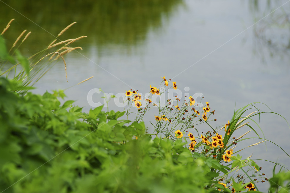 강물,푸르름,반영,노랑,파랑,대각선,꽃,식물,자연,plants,nature,꽃,flower