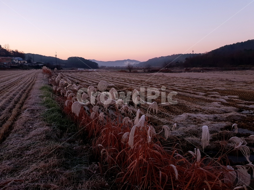 서리,아침,억새,논,여명,가을,계절,fall,autumn,season,시골,마을,풍경,landscape,country,rural,town,grass,잔디,plant,식물,ground,바닥