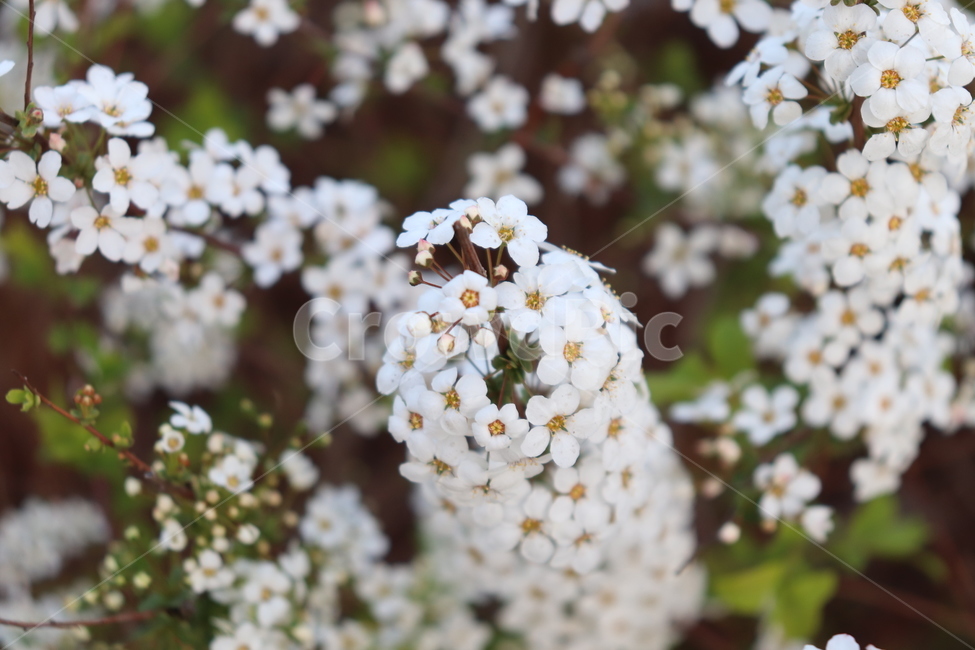 꽃,flower,자연,식물,하얀꽃,nature