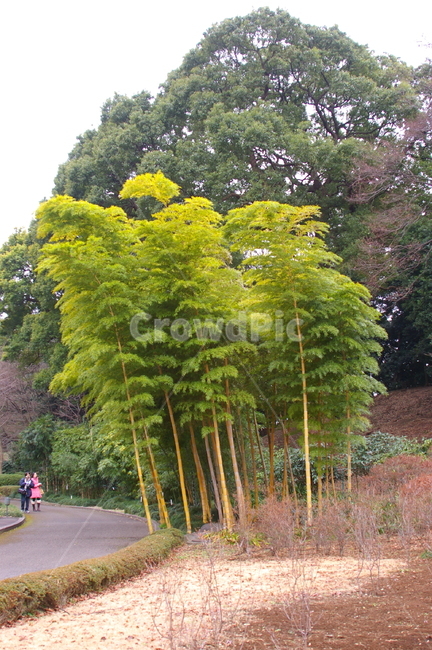 나무,식물,tree,plant,야외