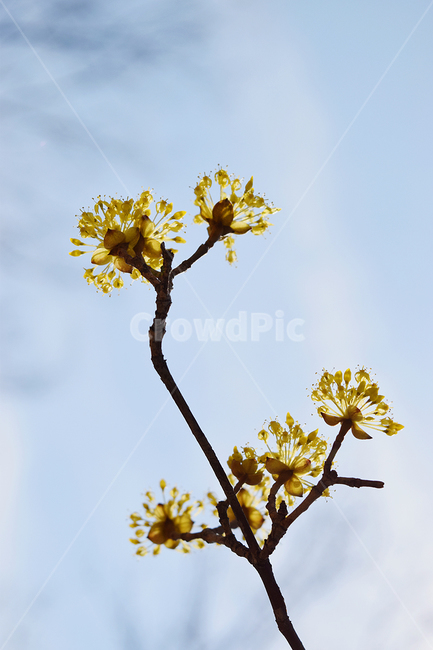 꽃,산수유,봄,식물,하늘,식물,자연,plants,nature,꽃,flower