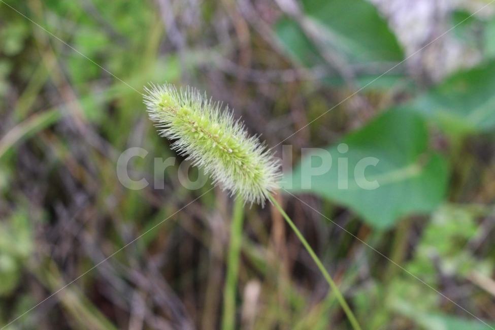 강아지풀,풀,식물,잡초,야외,정원,공원,초록,초록색,잎,식물,자연,plants,nature