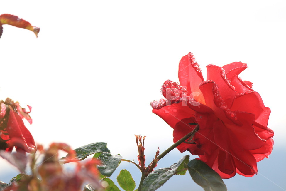 장미,식물,장미한송이,이슬,물방울,송글송글,겹장미,식물,자연,plants,nature,꽃,flower