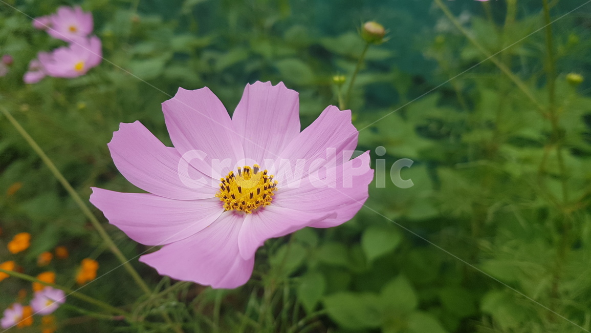 plant,식물,pollen,화분,꽃,봄