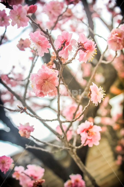 매화,봄,꽃,flower,spring,봄,계절,spring,season,plant,식물