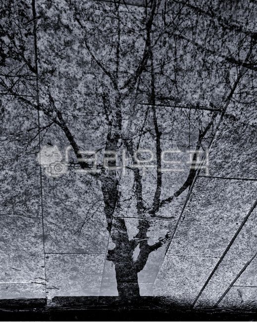 atmosphere,shadow,tree,loneliness,Grayscale,branch