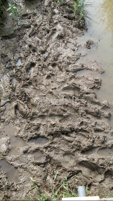논풍경,농수로,논,진흙,발자국,자연,풍경,nature,landscape,mud,ground,바닥