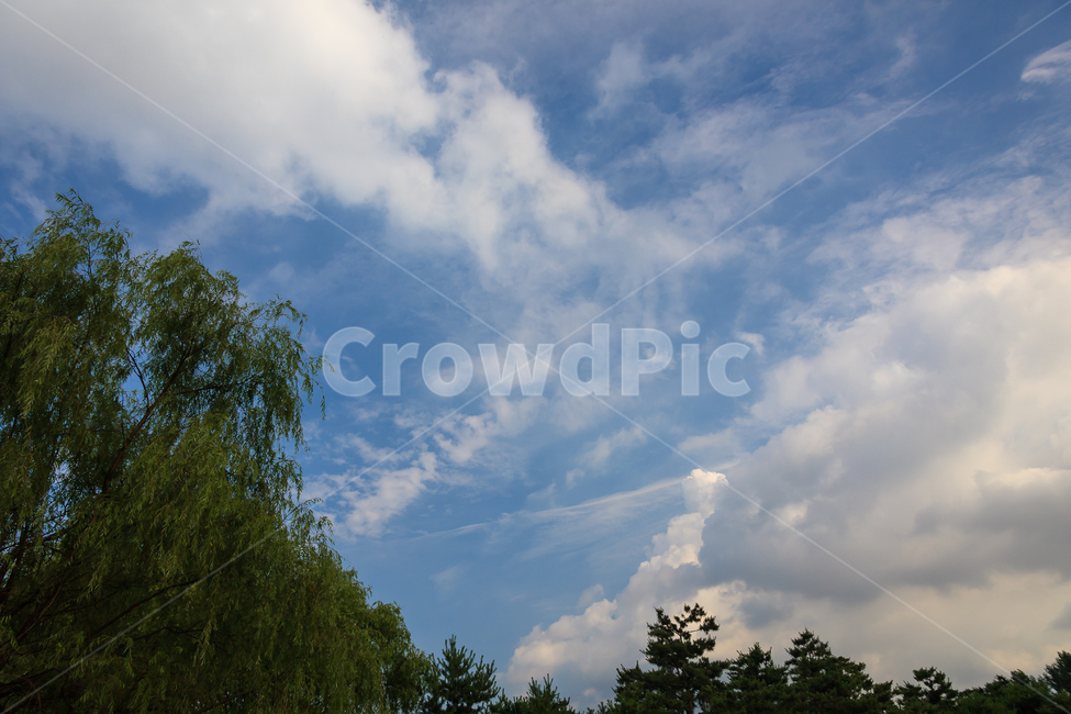 하늘,여름,구름,날씨,숲,공원,나무,자연,풍경,nature,landscape,weather,outdoors,옥외,cloud,cumulus,적운,sky