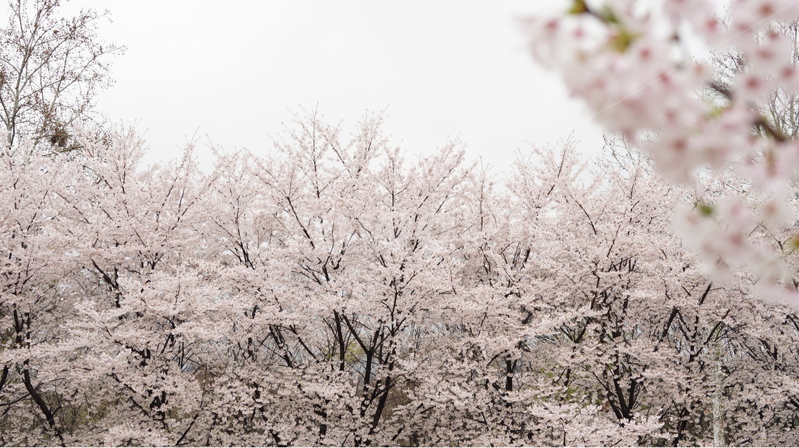 꽃,벚꽃,cherryblossom,봄,벚꽃축제,순식간,벚꽃잎,봄,계절,spring,season,자연,풍경,nature,landscape,outdoors,옥외,plant,식물,ice,빙