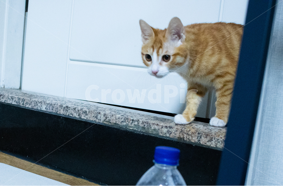 고양이,코리아숏헤어,코숏,아기고양이,치즈태비,치즈고양이,동물,animal,포유류,mammal,고양이,cat,kitten,kitty