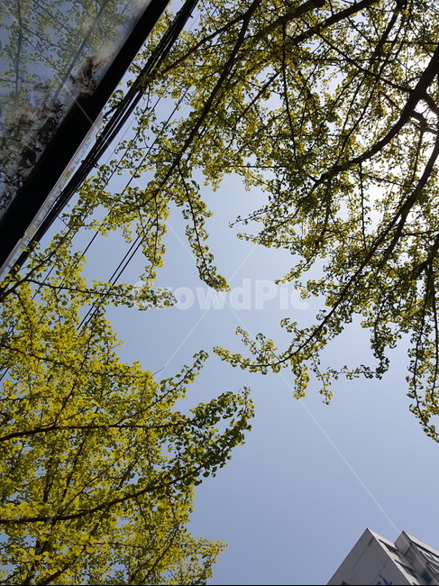 하늘,나무,잎,구름,맑음,자연,풍경,nature,landscape,식물,plants,나무,trees,wood,plant,tree