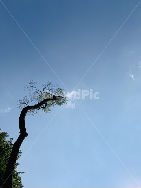 하늘,외로움,고목나무,여름,맑음,감성,초록색,나뭇잎,나무,tree,plant,자연,풍경,나무,trees,wood