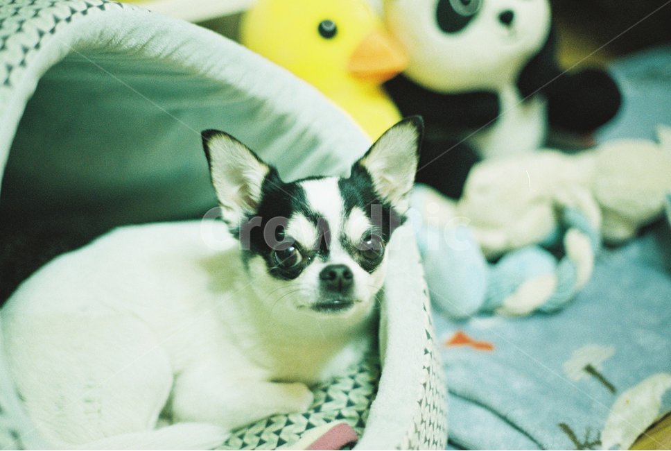 강아지,치와와,점박이강아지,dog,chiwhawha,puppy,개,동물,animal,포유류,mammal,개,강아지,dog,doggy