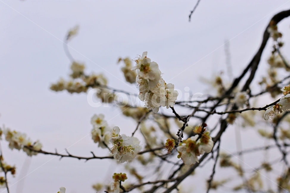 hadong,하동,매화축제,매화,매화꽃,꽃,flower,봄,계절,spring,season,식물,자연,plants,nature,꽃,flower,plant