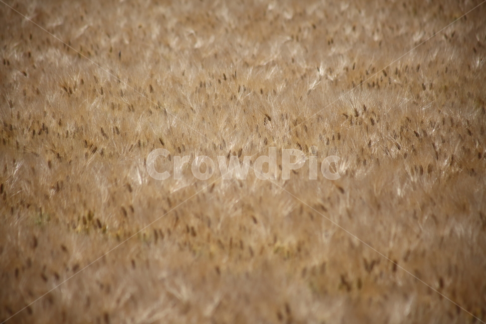 보리,황금보리,농작물,barley,hordeumvulgarel