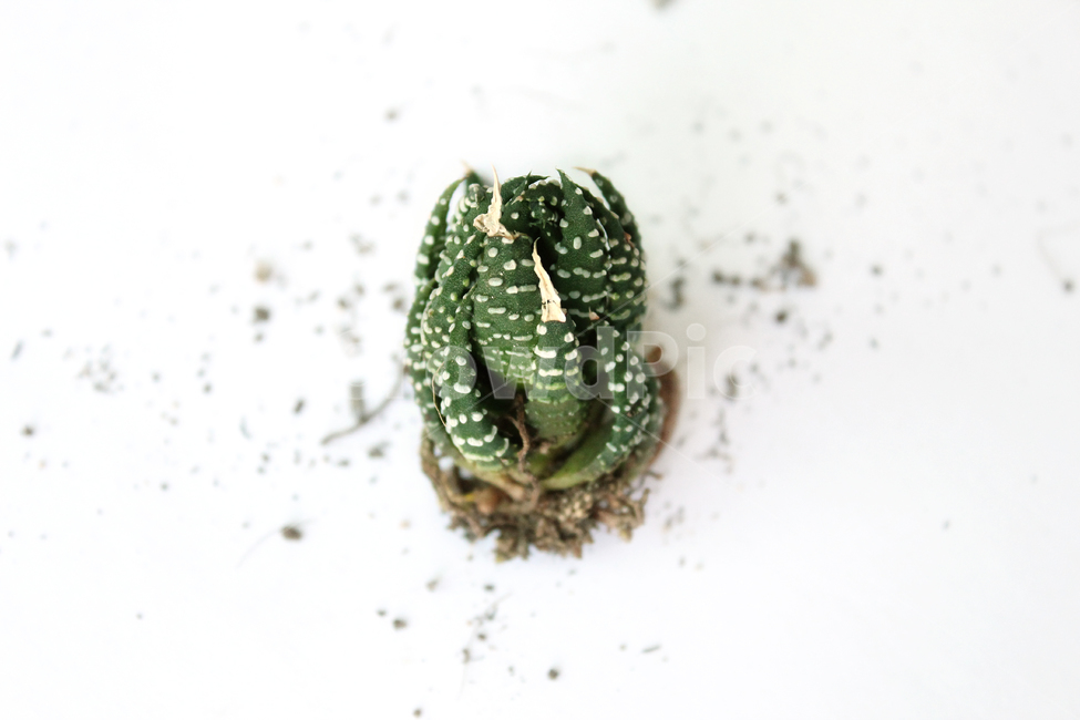 cacti,cactus,closeup,green,highview,macro,natural,plant,soil,succulents,white,식물,자연,흙,다육이,선인장,다육식물,녹색,그린,흰배경,탑앵글,탑뷰,뿌리,모래,식물,자연,plants,nature