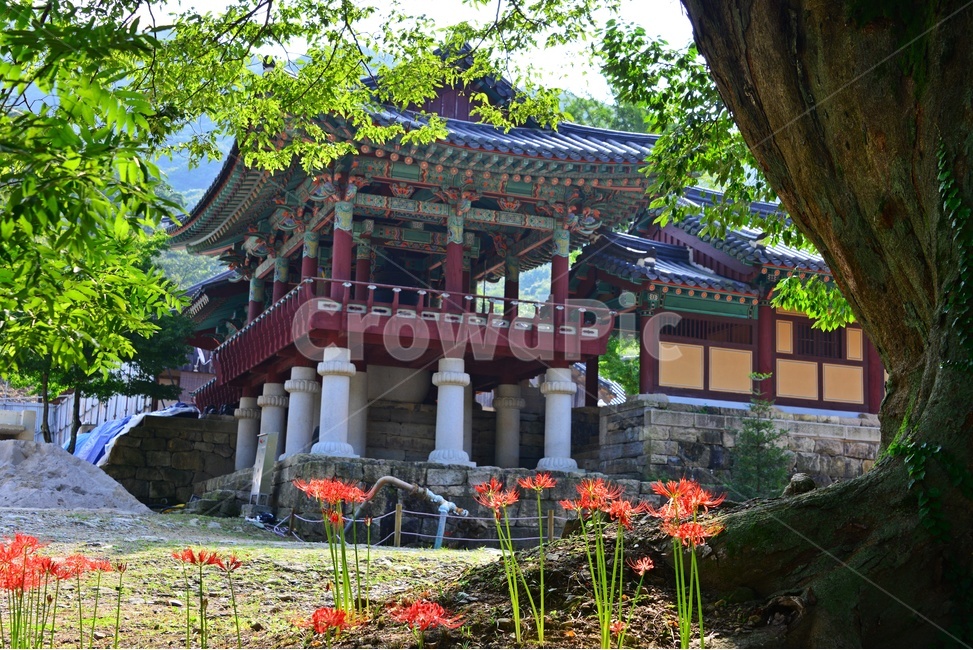 architecture,건축물,building,건물,light,flare,플레어,outdoors,옥외,blossom,flower,꽃,petal,꽃잎,plant,식물,tree,나무,treetrunk,나무줄기,영광,불갑사,꽃무릇축제,꽃무릇,축제,상사화