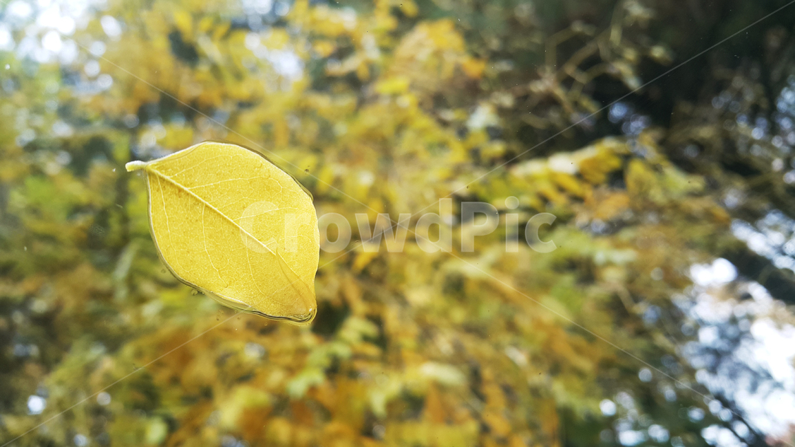 단풍,가을,낙엽,비,유리,plant,식물,leaf,잎,나무,가을,계절,fall,autumn,season,veins,정맥