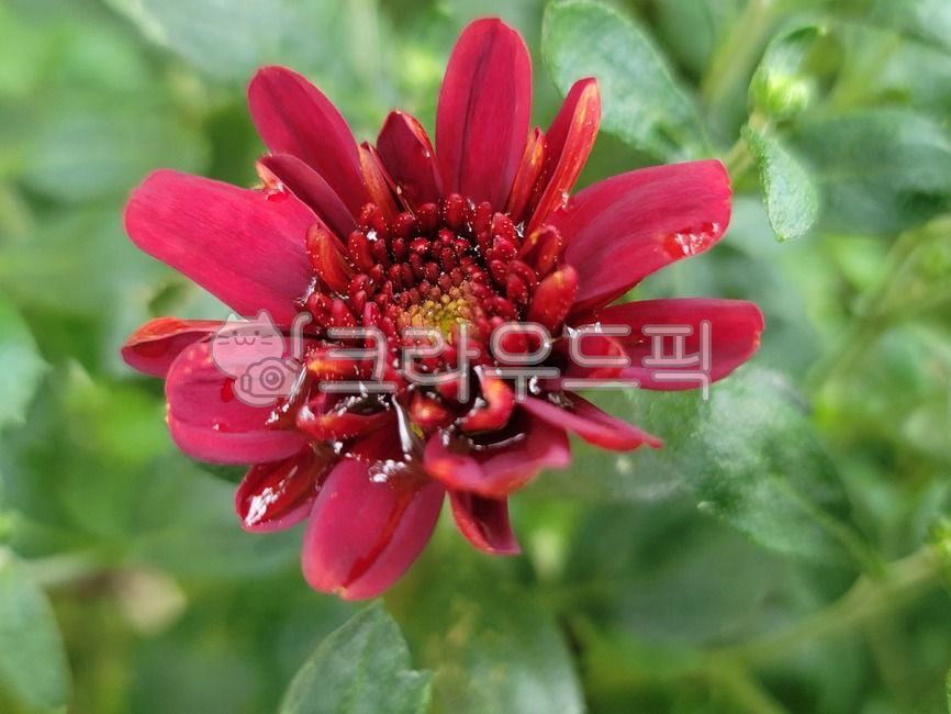 국화,국화꽃,가을꽃,가을,꽃