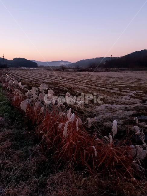 서리,아침,억새,논,여명,가을,계절,fall,autumn,season,grass,잔디,plant,식물,lawn