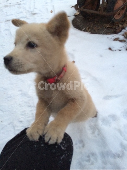 강아지,개,dog,애완용강아지,소형강아지,동물,animal,포유류,mammal,개,강아지,dog,doggy