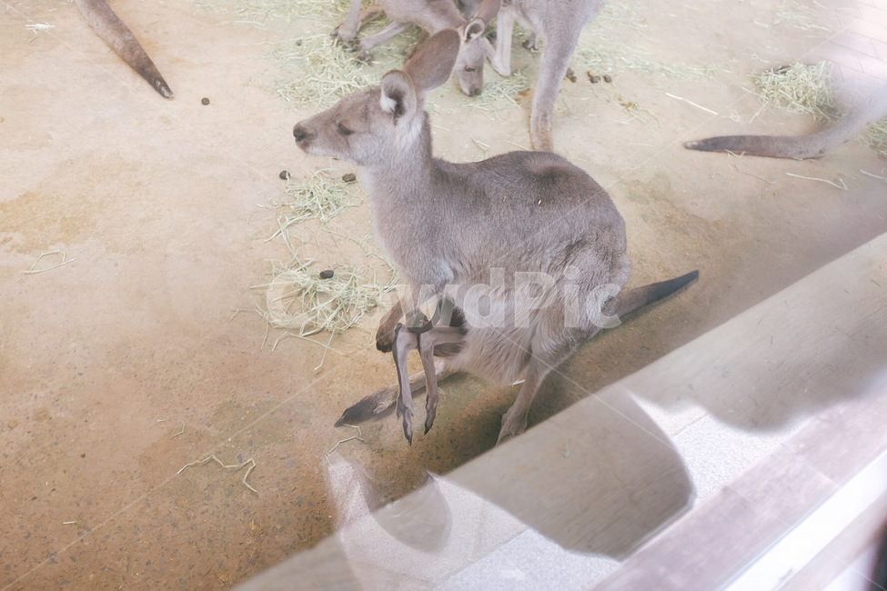 동물,캥거루,포유류,왈라비,kangaroo,wallaby,animal,mammal,동물,animal,포유류,mammal
