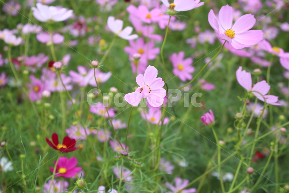 꽃,분홍색꽃,꽃잎,화단,정원,꽃밭,풀잎
