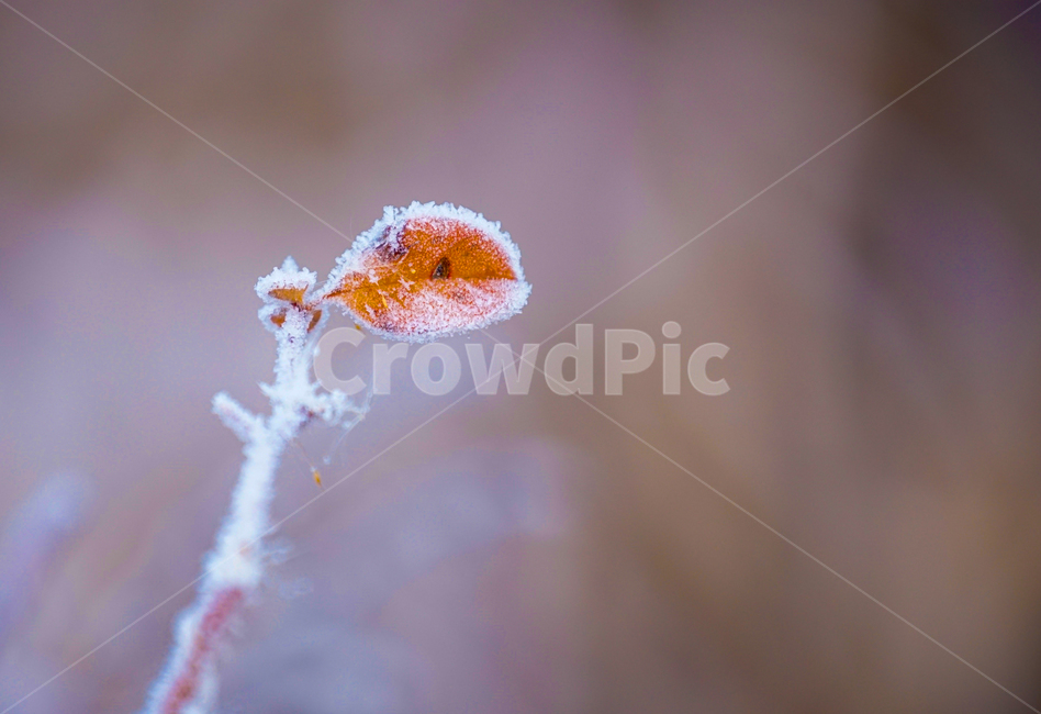 서리,서릿꽃,감성,식물,겨울,계절,접사,클로즈업,겨울,계절,winter,season,식물,자연,plants,nature