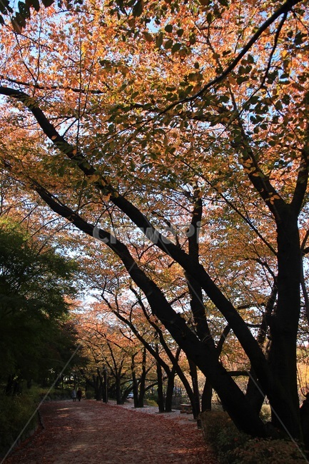 숲,가을,autumn,단풍,낙엽,사람,나무,가을,계절,fall,autumn,season