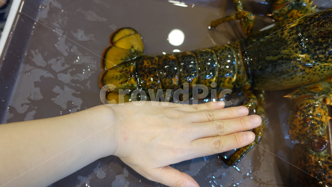 음식,식사,dish,food,meal,lobstar,랍스타,가재,바닷가재,바다가재,동물,animal