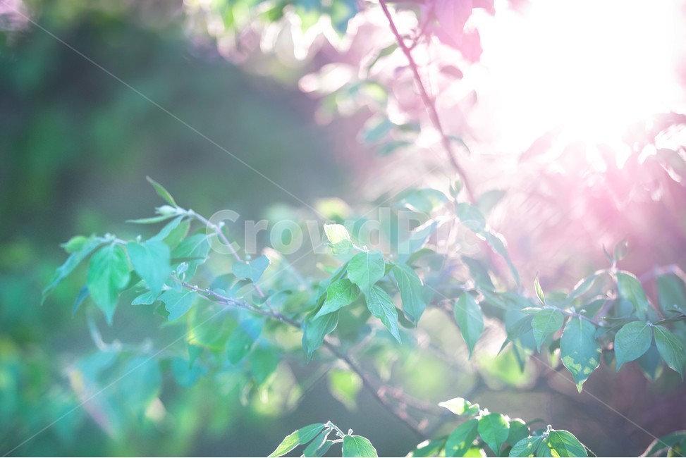 light,빛,flare,플레어,leaf,잎,plant,식물