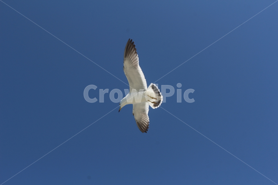 bird,새,animal,동물,flying,나는,갈매기,seagull,동물,animal,조류,새,birds