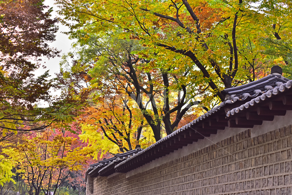 가을,한국전통,덕수궁돌담길,담장,가을단풍,건축물,기와지붕,나무,roof,지붕,한국자연풍경,한국자연경관,전통,전통양식,가을배경,가을분위기,배경,바탕,백그라운드,야외,옥외,아웃도어,outdoor,fall,autumn,traditional,maple,메이플,단풍나무,가을숲,돌담길,가을,계절,fall,autumn,season