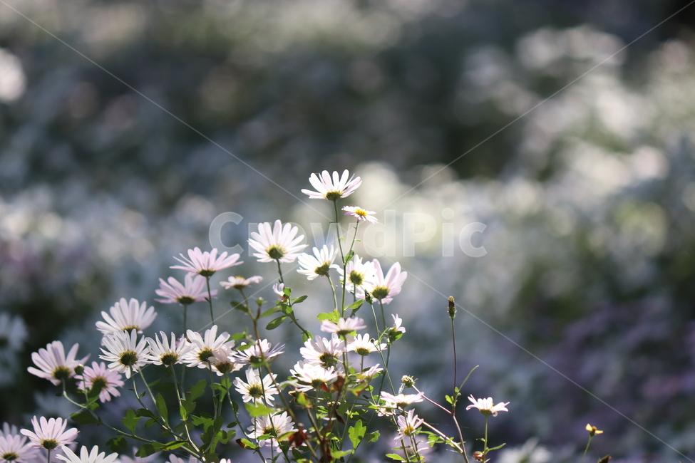 식물,꽃,구절초,자연,감성,식물,자연,plants,nature,꽃,flower