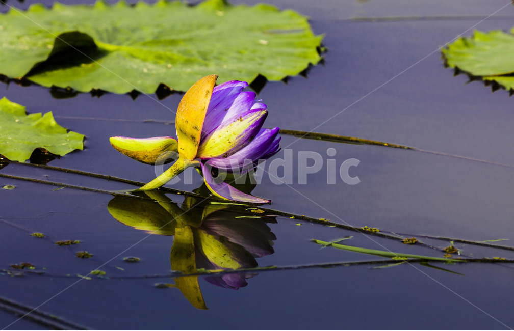 연잎,연,식물,감성,자연,관곡지,습지,연꽃,수련,식물,자연,plants,nature,꽃,flower