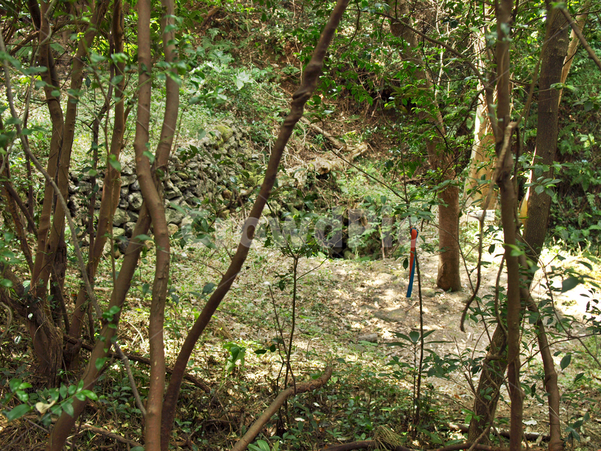 거슨새미,샘물,망오름,올레4코스,올레길,제주,서귀포시,자연,풍경,nature,landscape,tree,나무,plant,식물,tree trunk,나무 줄기