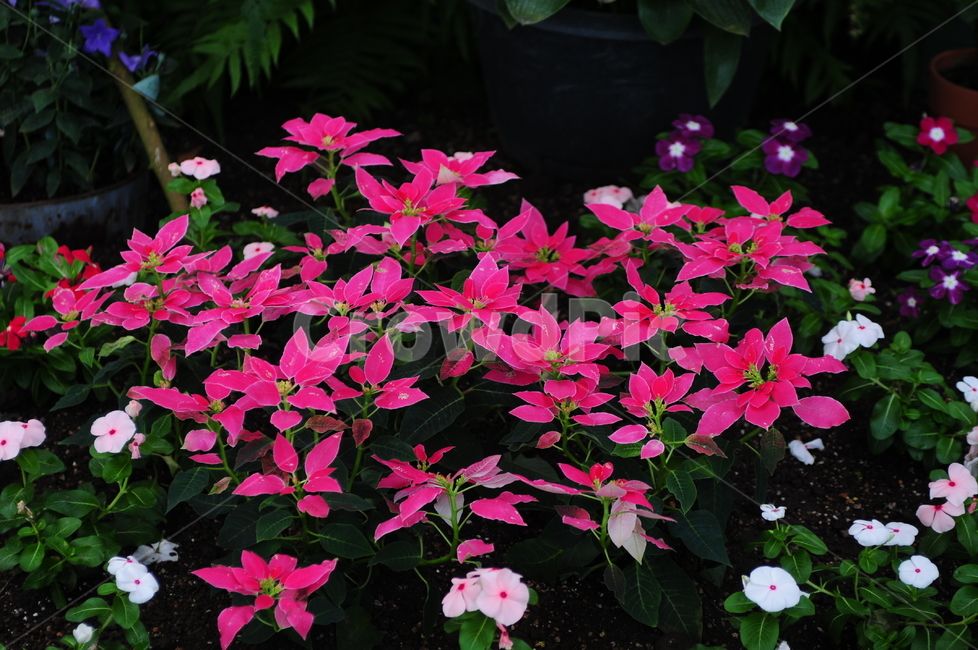 꽃,flower,봄,spring,식물