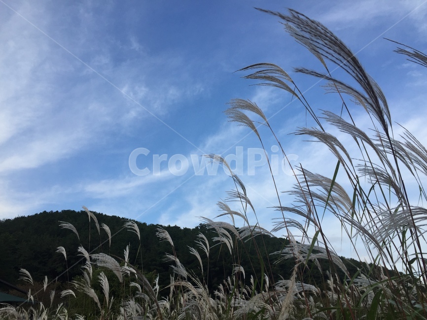 자연,하늘,억새,nature,silvergrass,가을,계절,fall,autumn,season,grass,잔디,plant,식물,lawn,reed,갈대