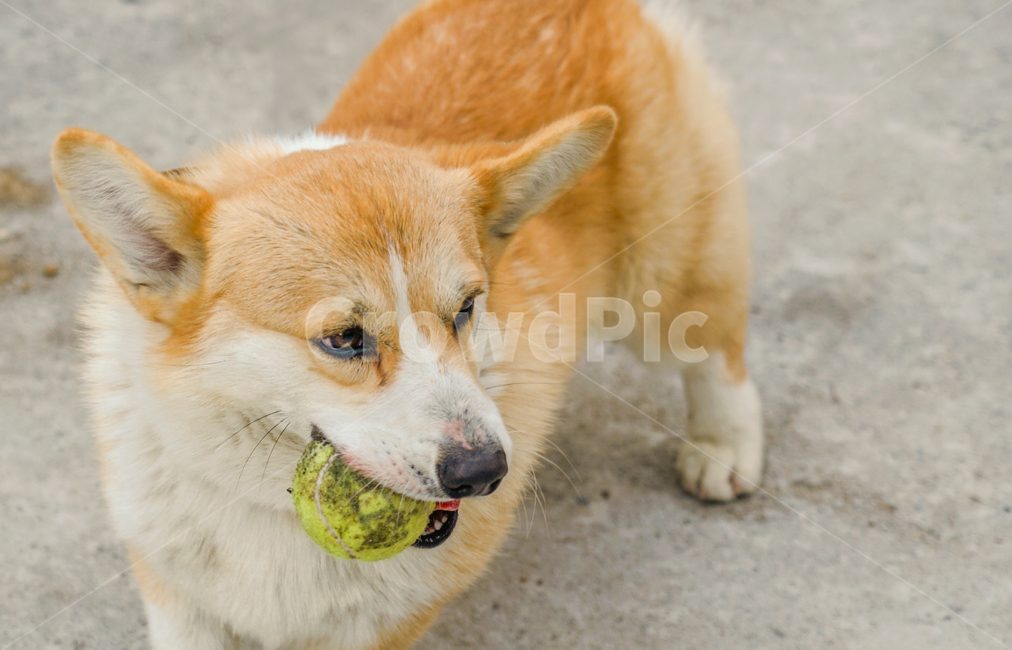 코기,웰시코기,개,강아지,숏다리,댕댕이,동물,animal,포유류,mammal,개,강아지,dog,doggy