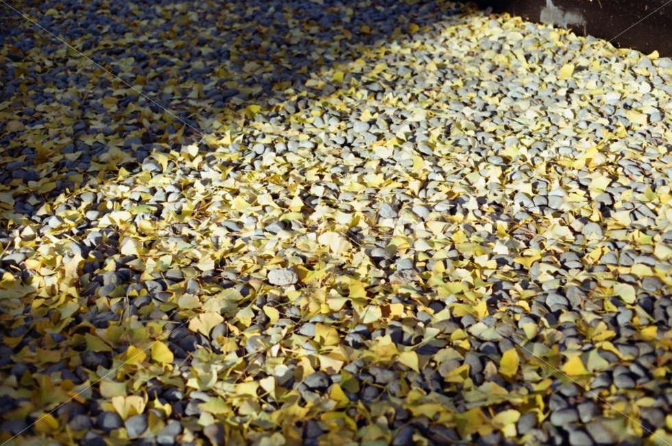 자연,단풍,가을,풍경,은행잎,감성,가을,계절,fall,autumn,season